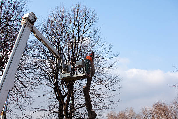 How Our Tree Care Process Works  in  Indian Hills, NV